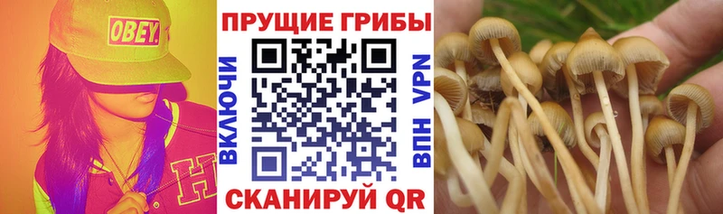 Псилоцибиновые грибы ЛСД  площадка клад  Щигры  гидра зеркало 